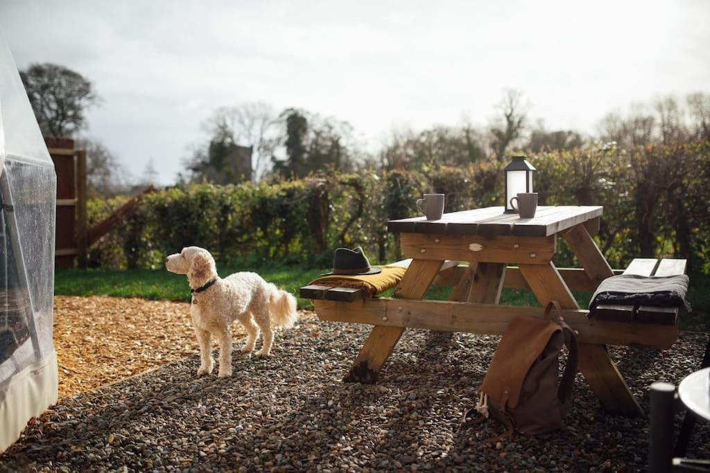 Tonic At The Little Retreat, Pembrokeshire Appartamento *